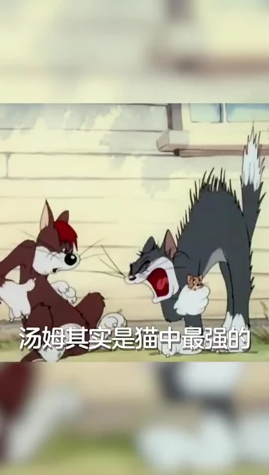 tom凭什么是最强猫咪