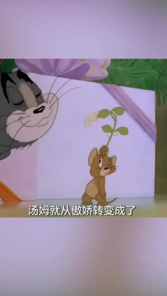 你真的了解猫和老鼠吗？