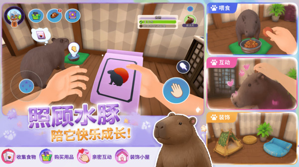 爱宠小屋成长录