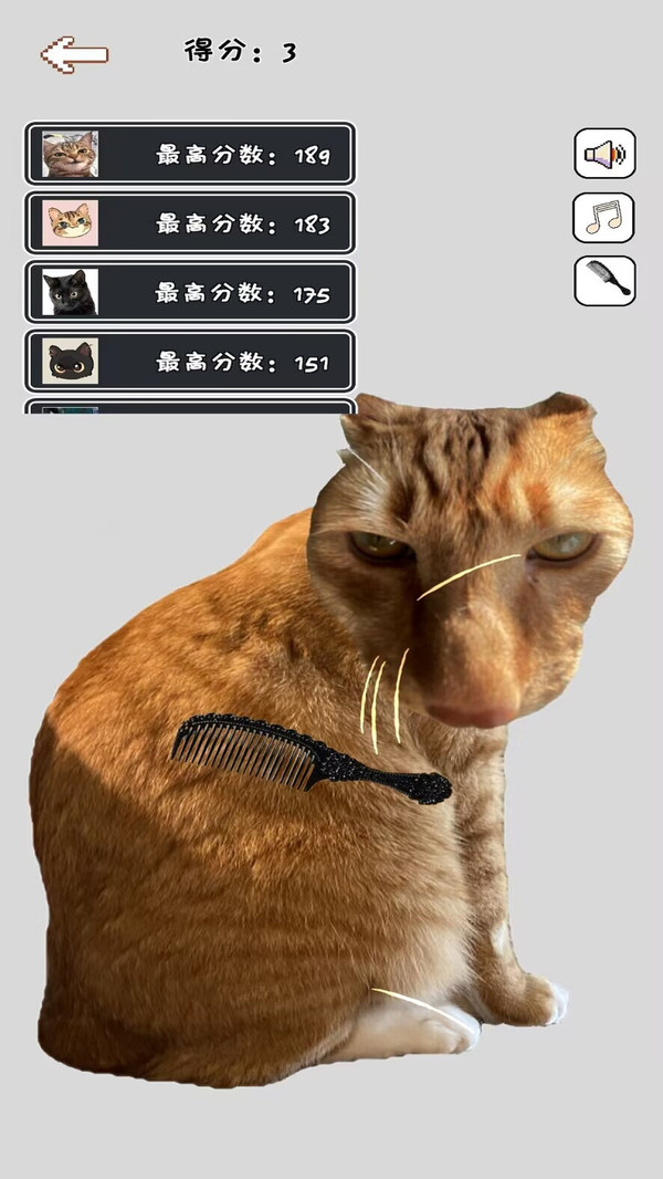 给猫咪梳毛