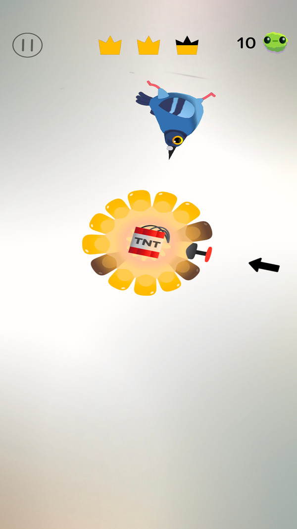 萌宠日记-乱啄疯狂的鸽子