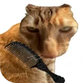 给猫梳毛