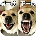 全民宠物大狂欢-大狗叫