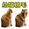 给猫咪梳毛